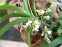 Trichoglottis triflora